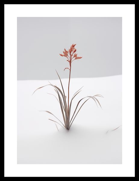 Plakat 25x35cm Subtelność Natury zdjęcie 3