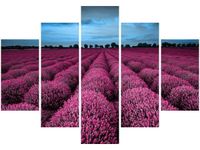 OBRAZ LAWENDOWY NCUSKI KRAJOBRAZ