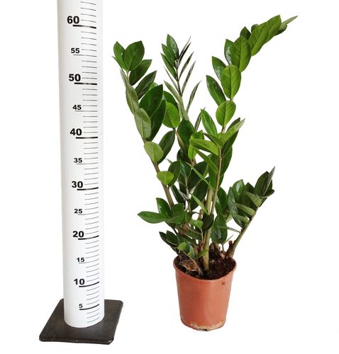 ZAMIOKULKAS (ZAMIOCULCAS) 55cm na Arena.pl