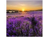 50X50CM POLE LAWENDY OBRAZ