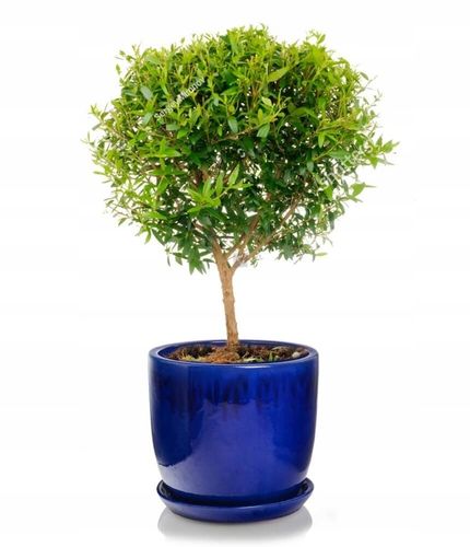 CERAMICZNA DONICZKA Z PODSTAWKIEM 23cm NIEBIESKA na Arena.pl