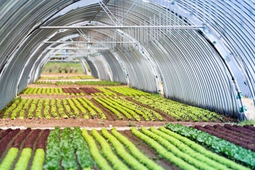 Bio ActiW AGRO ECA 5L dezynfekcja szklarni, wody, owoców, gleby, na Arena.pl