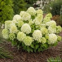 Hortensja bukietowa LITTLE SPOOKY karłowa biała Hydrangea paniculata