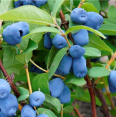 Jagoda Kamczacka WOJTEK Ogromne Owoce Sadzonka w Doniczce