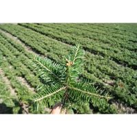 Jodła kaukaska SZKÓŁKOWANE SADZONKI choinki 15/20cm