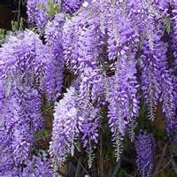 P9 WISTERIA GLICYNIA CHIŃSKA HURT 50 SZTUK