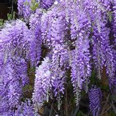 P9 WISTERIA GLICYNIA CHIŃSKA HURT 50 SZTUK