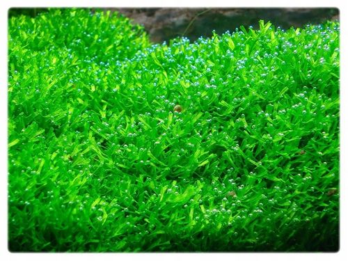 Riccia fluitans WGŁĘBKA WODNA in vitro kubek 10cm na Arena.pl