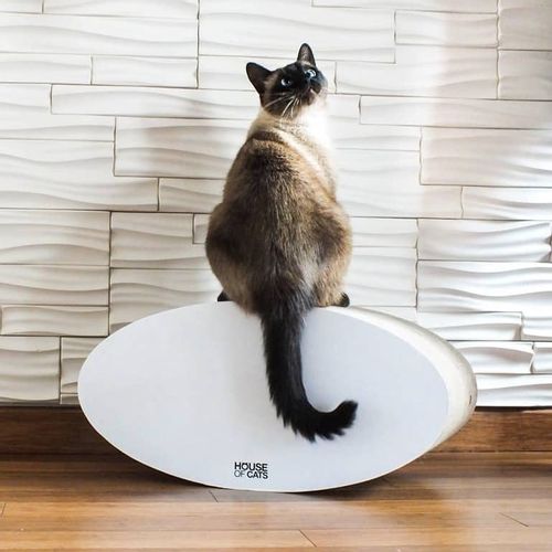 Drapak dla kota Roll na Arena.pl