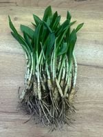 CZOSNEK NIEDŹWIEDZI CEBULKI SADZONKI 81 sztuk