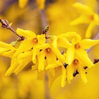 Forsycja 'Marée d’Or' (Forsythia x intermedia) Niska odmiana