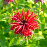 PYSZNOGŁÓWKA CAMBRIDGE SCARLET CZERWONA OGNISTA KRÓLOWA