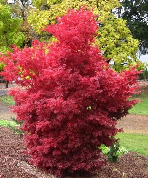 Klon palmowy Skeeters Broom 80-100cm C2 zdjęcie 4