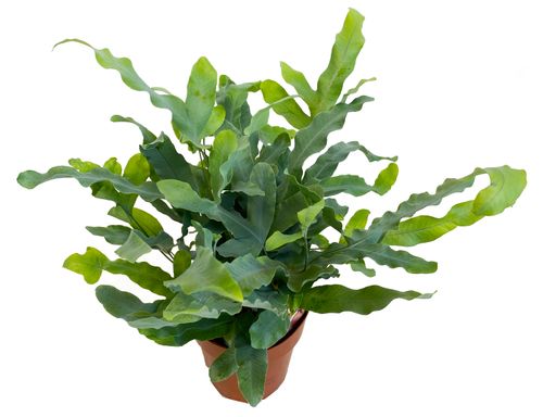 PAPROĆ  PHLEBODIUM BLUE STAR 30cm na Arena.pl