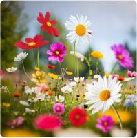 ŁĄKA KWIETNA KWIATY POLNE PONAD 40 GATUNKÓW MIX ODMIAN KWIETNA ŁĄCZKA