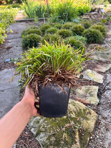 Kosmatka owłosiona 'Igel' (Luzula pilosa 'Igel') na Arena.pl