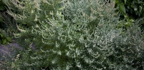 ROUNDUP RANDAP NA CHWASTY chwastobójczy glifosat koncentrat 2x1L BAYER na Arena.pl