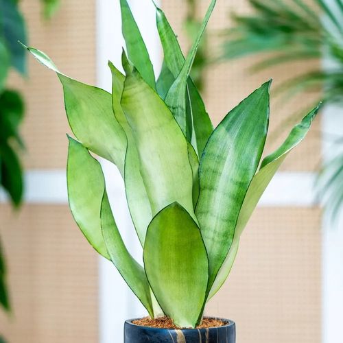 Sansevieria'Moonshine' KSIĘŻYCOWA PIĘKNOŚĆ Sansewieria Wytrzymały na Arena.pl