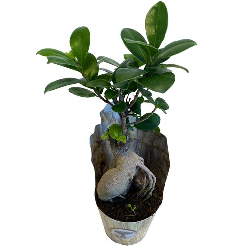Bonsai Fikus Microcarpa GINSENG 30 cm na Arena.pl