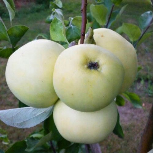 SADZONKI DRZEWKA OWOCOWE JABŁOŃ PAPIERÓWKA STAROPOLSKA WCZESNA na Arena.pl