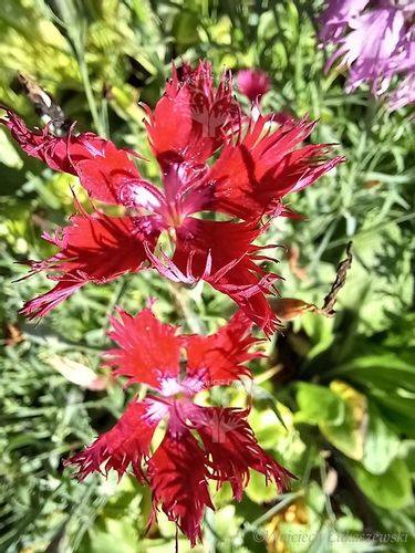 Goździk wspaniały sadzonka skalniak pojemnik na Arena.pl