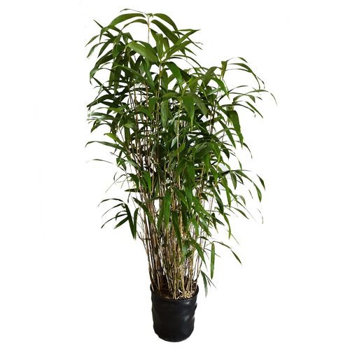 Bambus Phyllostachys aurea wys.140 cm na Arena.pl