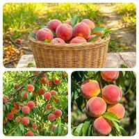 BRZOSKWINIA ROSYJSKA NAJBARDZIEJ ODPORNA NA MRÓZ