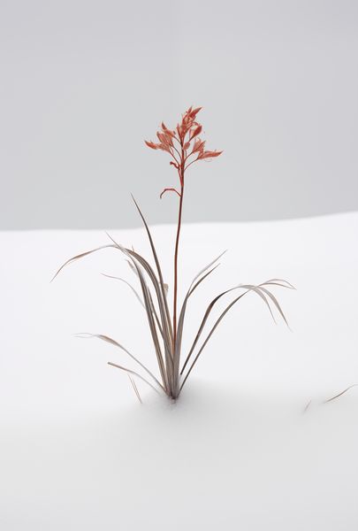 Plakat 61x90,5cm Subtelność Natury zdjęcie 1