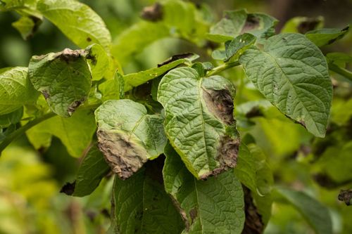 sum37 help plant bor 20ml na Arena.pl