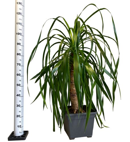 DRACENA DRACO SMOCZA 120 cm na Arena.pl