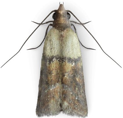 expel - pułapka na mole spożywcze 2szt. na Arena.pl