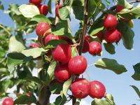 JABŁOŃ RAJSKA OZDOBNA SZCZEPIONA DOOLGO - sadzonki 120 / 140 cm