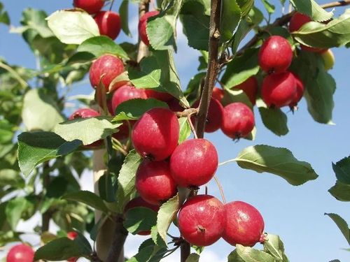 JABŁOŃ RAJSKA OZDOBNA SZCZEPIONA DOOLGO - sadzonki 120 / 140 cm na Arena.pl