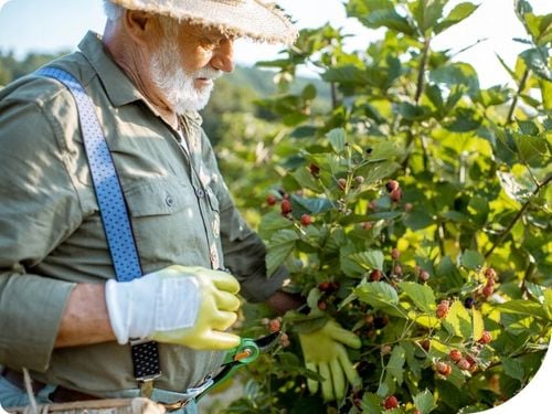 MOSPILAN 20SP 40G ŚRODEK PREPARAT OWADOBÓJCZY NA MSZYCĘ ĆMĘ SZKODNIKI na Arena.pl
