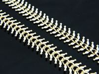 łańcuszek md l 553