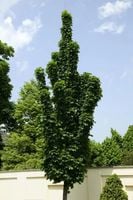 KLON KOLUMNOWY szczepiony ZIELONY - sadzonki 130 / 150 cm