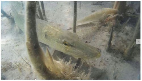 KAMERA WĘDKARSKA PODWODNA 180PR LUCKY 20m /+8GB na Arena.pl