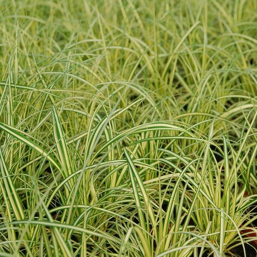 Turzyca oszimska EverColor® EVERGOLD na Arena.pl