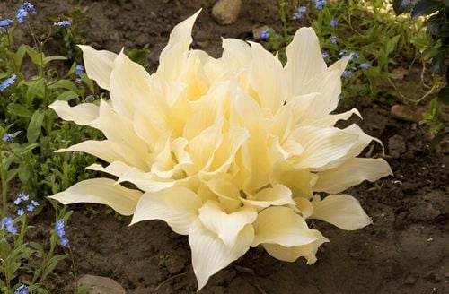 Funkia Hosta 'White Feather' W DONICZCE 2.0L Białe liście na Arena.pl