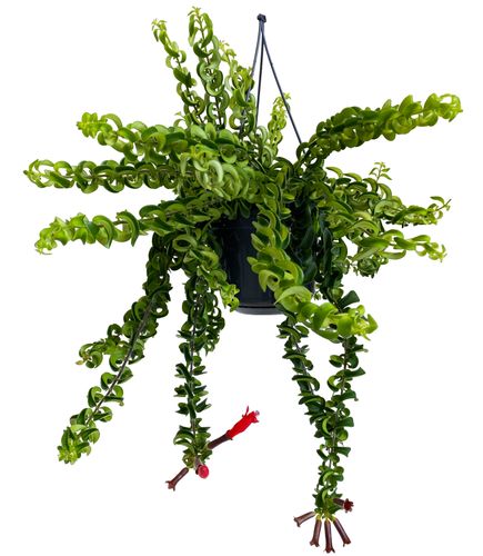 ESZYNANTUS - Aeschynantus Twister 40cm na Arena.pl