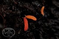 Skoczogonki Czerwone Ekipa sprzątająca Stonogi Pająki Skoczogonki Wije