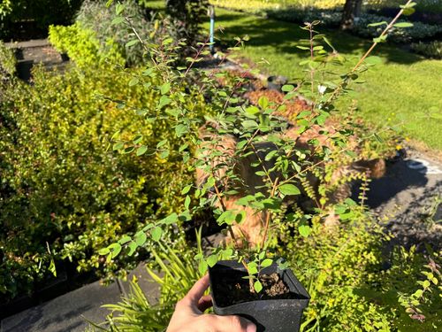 Śnieguliczka Różowa Doorenbosa 'Magic Berry' (Symphoricarpos ×doorenbosii) na Arena.pl