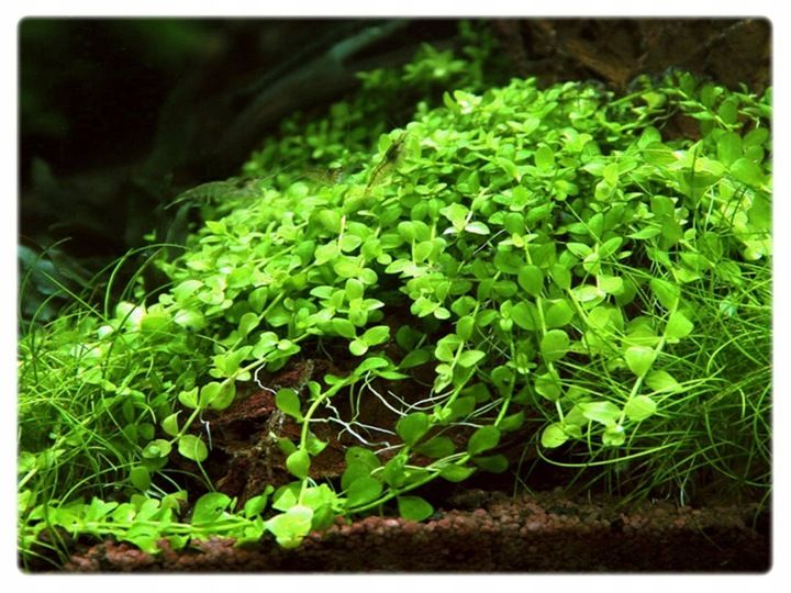 Micranthemum Monte Carlo kubek 10cm in vitro zdjęcie 2