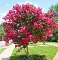 Lagerstroemia różowa Seaburn 20-40cm P9