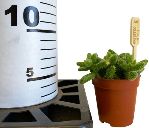 Delosperma Echinatum 8 cm na Arena.pl