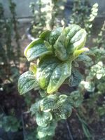 Dereń świdwa Compressa karbowane liście