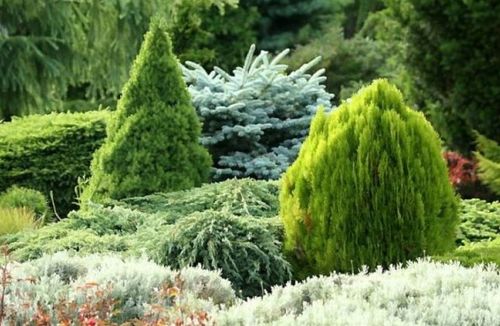 SUBSTRAL OSMOCOTE IGLAK 4,5kg NAWÓZ 2w1 TUJE na Arena.pl