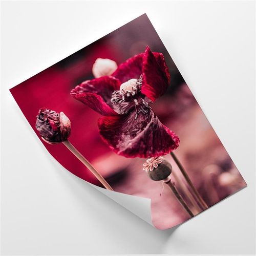 Plakat, Maki czerwone abstrakcja 60x80 na Arena.pl