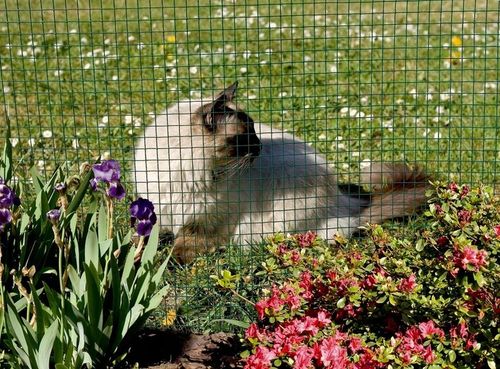 Siatka Hodowlana Metalowa Powlekana 0,5x5m 13x13mm 50cm Rabatowa Ogrodowa na Arena.pl