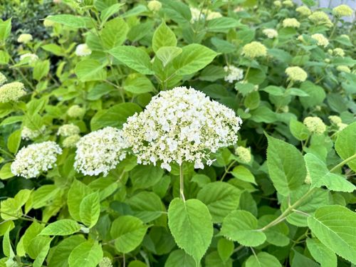 Hortensja krzewiasta 'Annabelle' (Hydrangea arborescens) Doniczka 2.0L na Arena.pl